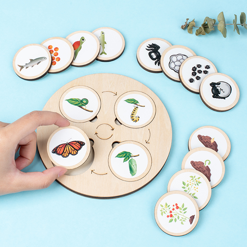 ライフサイクルボードモンテッソーリキット生物学科学教育子供の - Montessori Shelf Toy のレビューと価格